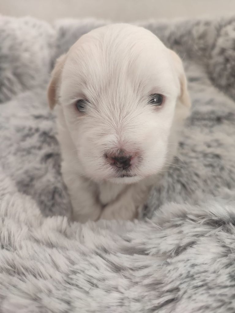 Du Haut De Champfleury - Chiot disponible  - Coton de Tulear