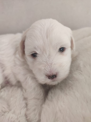 Du Haut De Champfleury - Coton de Tulear - Portée née le 11/12/2024