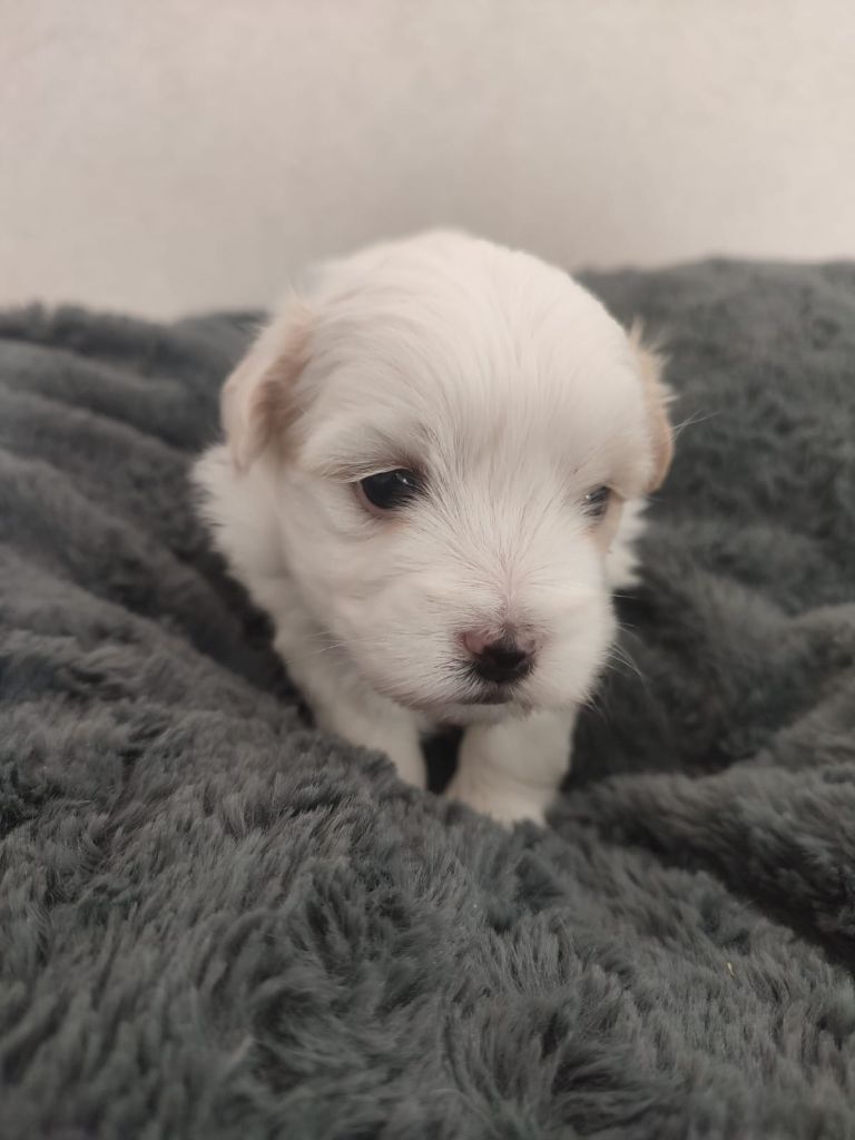 Du Haut De Champfleury - Chiot disponible  - Coton de Tulear