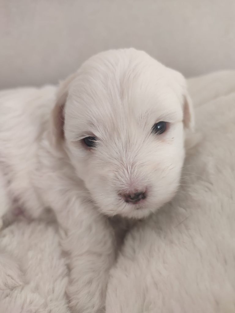 Du Haut De Champfleury - Chiot disponible  - Coton de Tulear