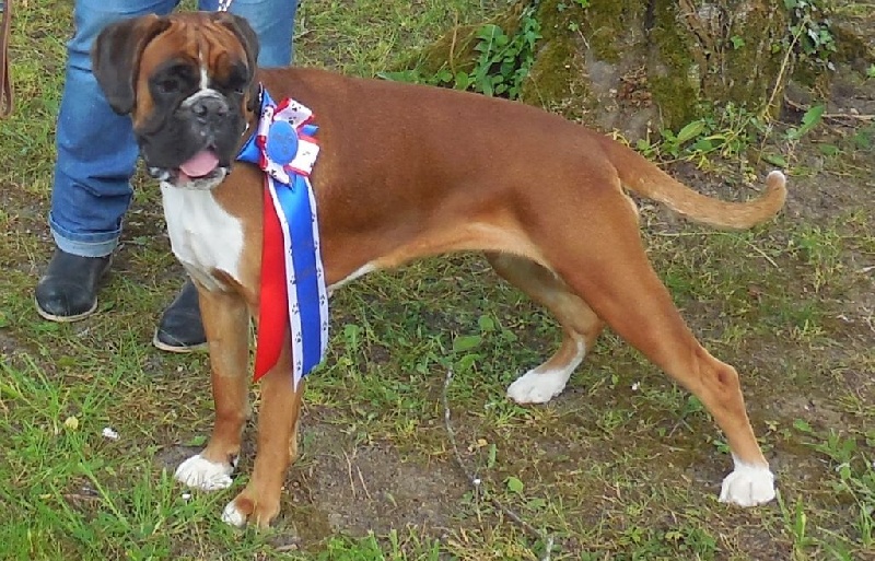 H'emy Du Haut De Champfleury