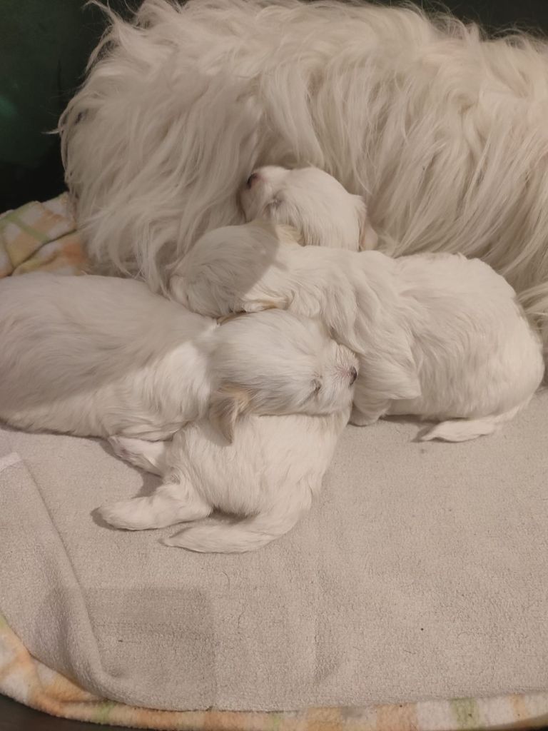 Bébé de Sweetie portee du 13/10