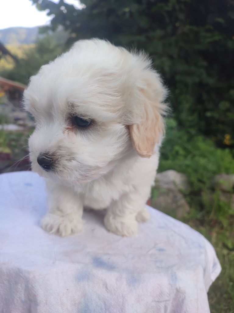 Bébé de Sweetie 1 mois portee du 06/02