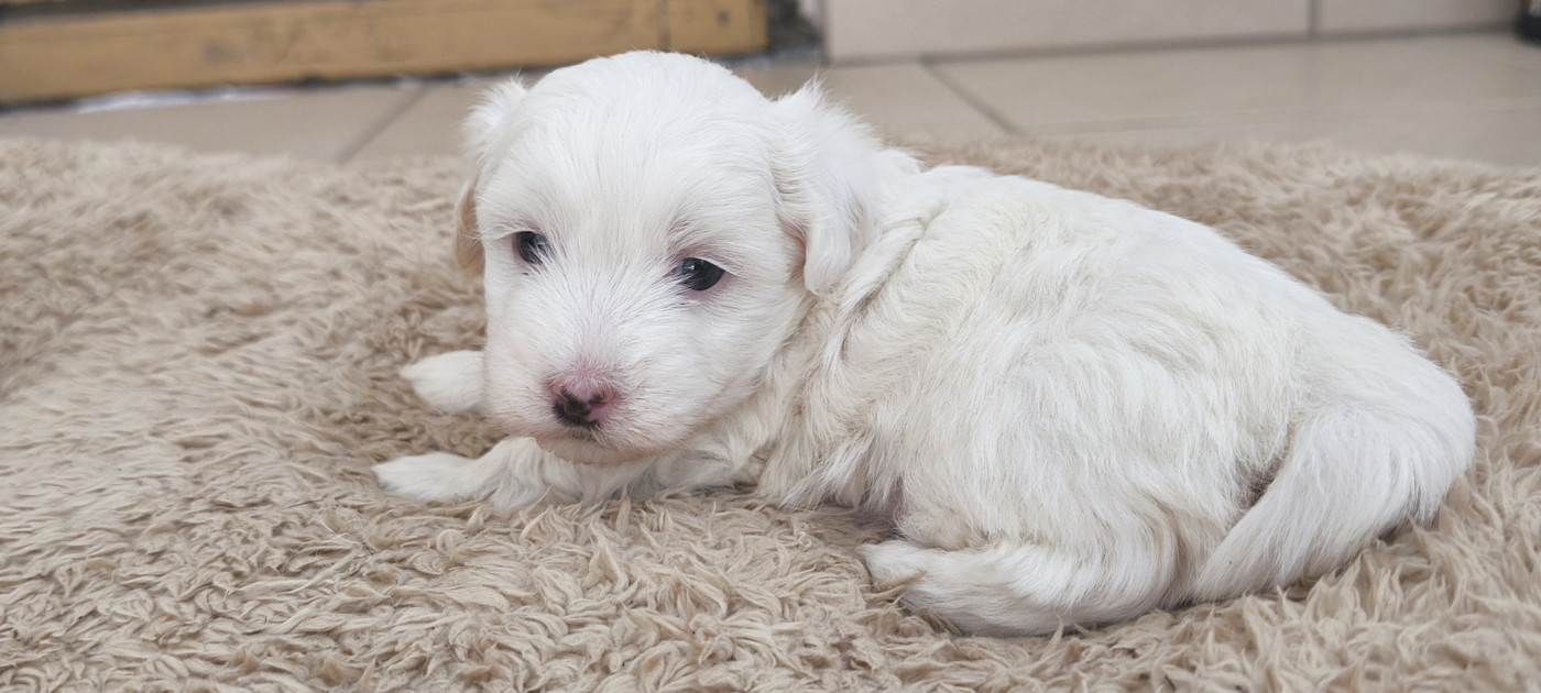 Du Haut De Champfleury - Chiots disponibles - Coton de Tulear