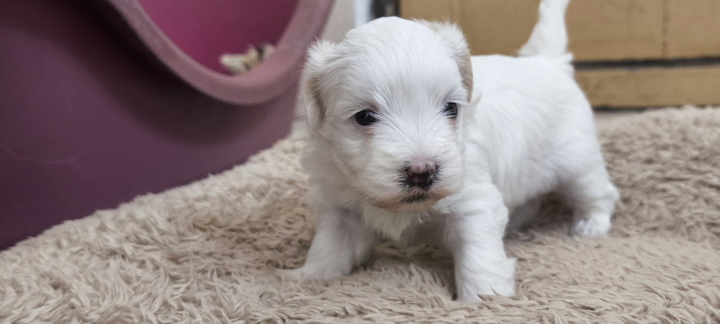 Du Haut De Champfleury - Chiots disponibles - Coton de Tulear