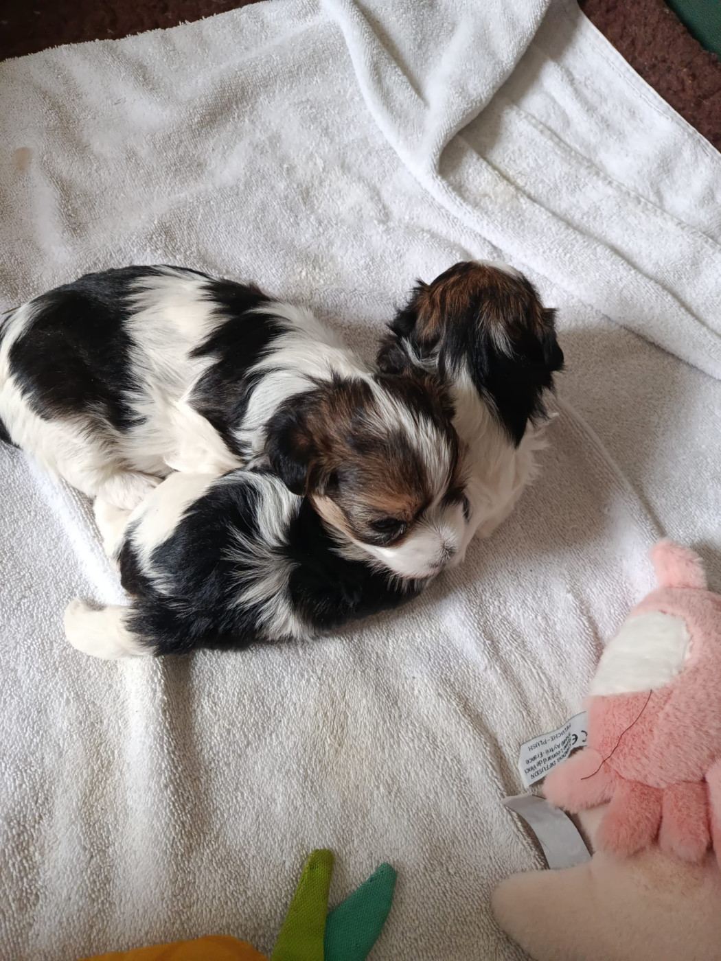 Du Haut De Champfleury - Coton de Tulear - Portée née le 28/01/2026