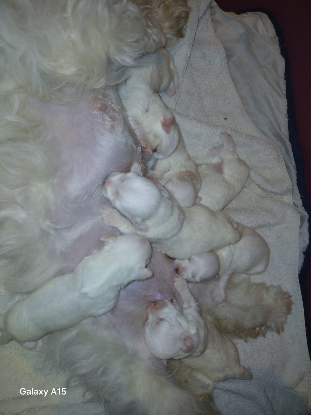Chiot Coton de Tulear Du Haut De Champfleury