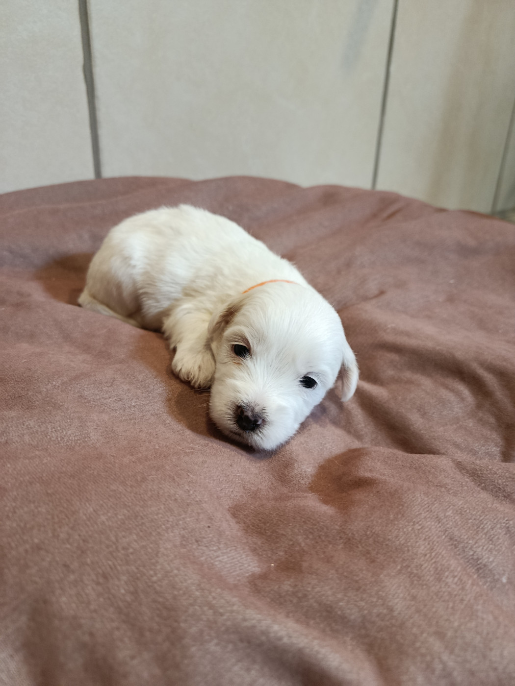 Du Haut De Champfleury - Chiots disponibles - Coton de Tulear