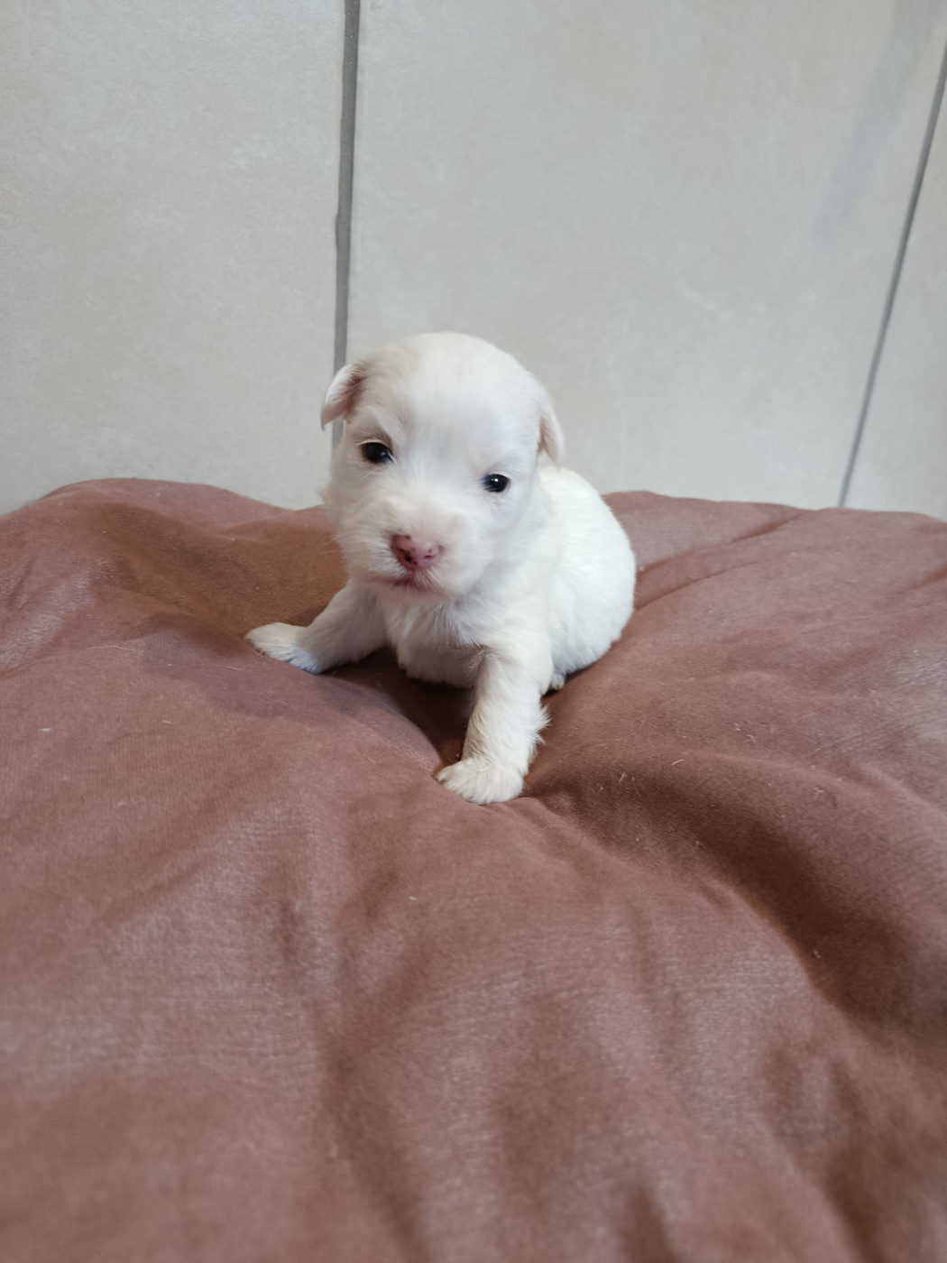 Du Haut De Champfleury - Chiots disponibles - Coton de Tulear
