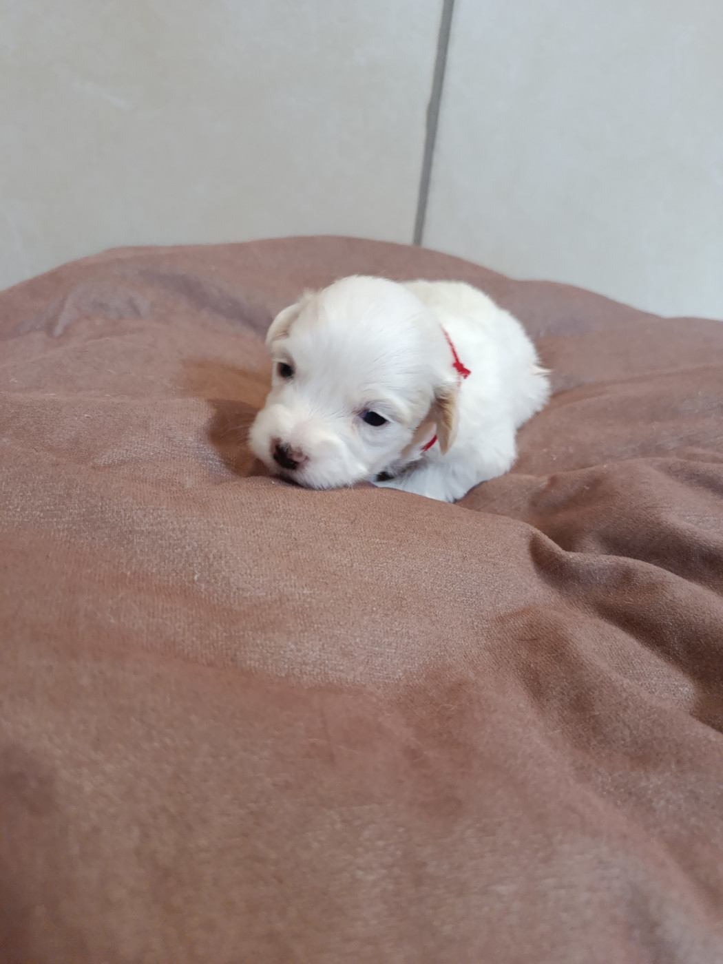 Du Haut De Champfleury - Chiots disponibles - Coton de Tulear