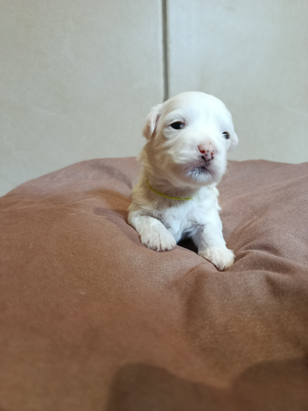 Du Haut De Champfleury - Chiots disponibles - Coton de Tulear