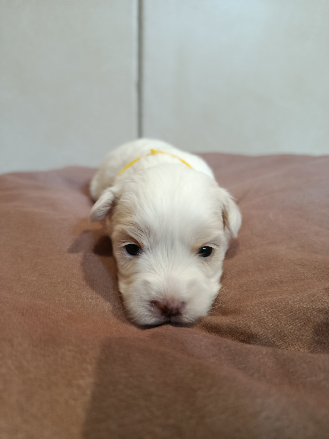 Du Haut De Champfleury - Chiots disponibles - Coton de Tulear