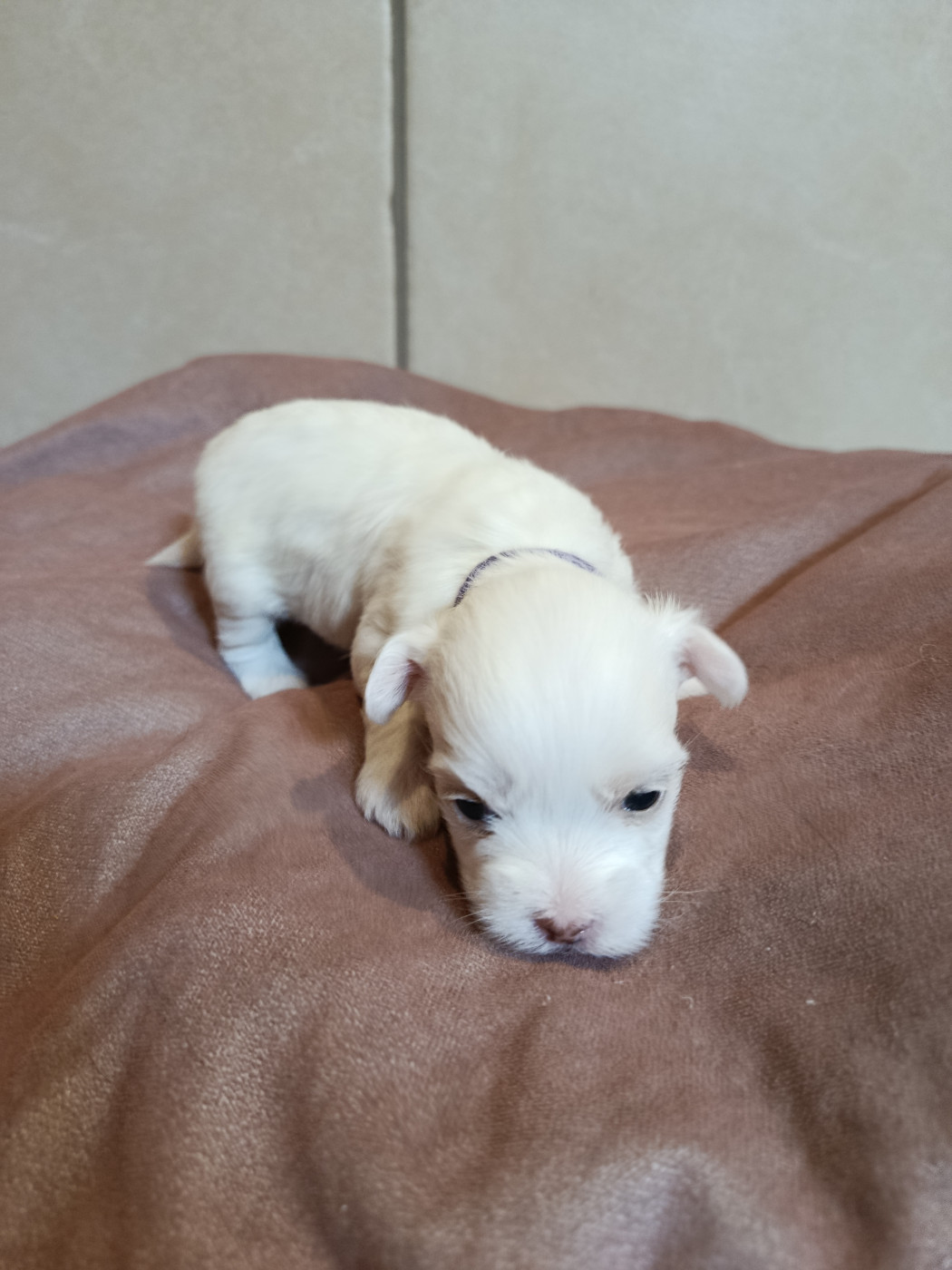 Du Haut De Champfleury - Chiots disponibles - Coton de Tulear