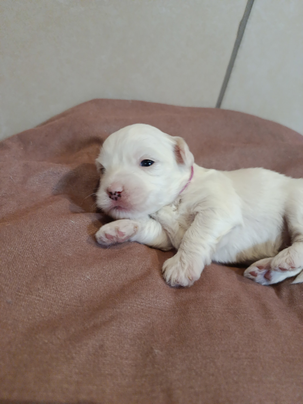 Du Haut De Champfleury - Chiots disponibles - Coton de Tulear