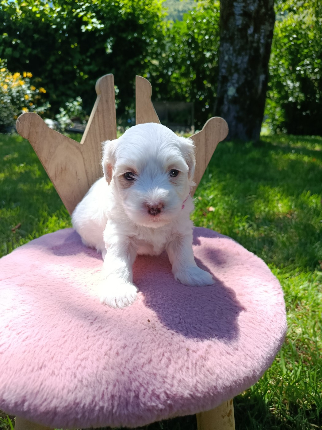 Du Haut De Champfleury - Chiots disponibles - Coton de Tulear