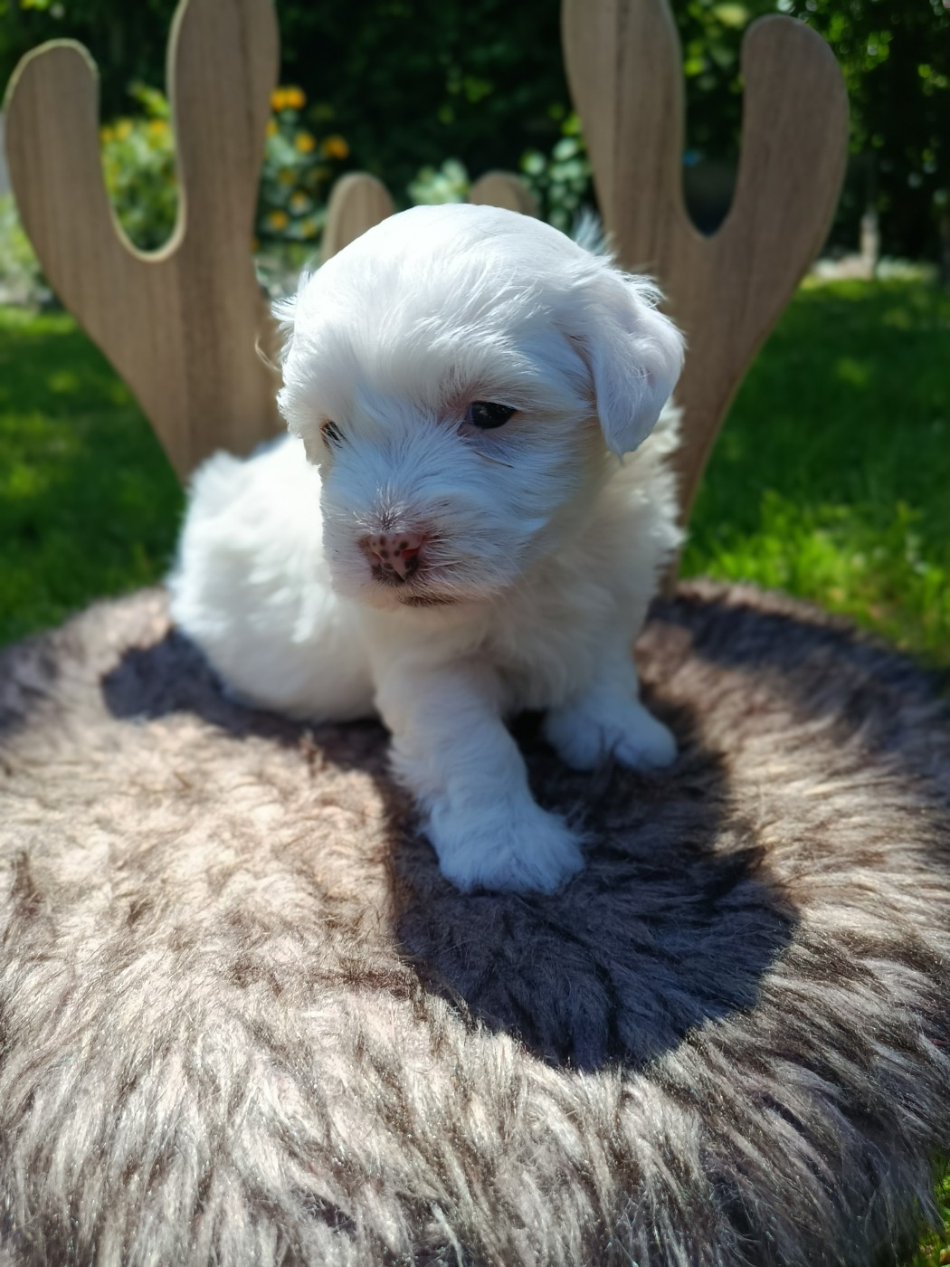 Du Haut De Champfleury - Chiots disponibles - Coton de Tulear