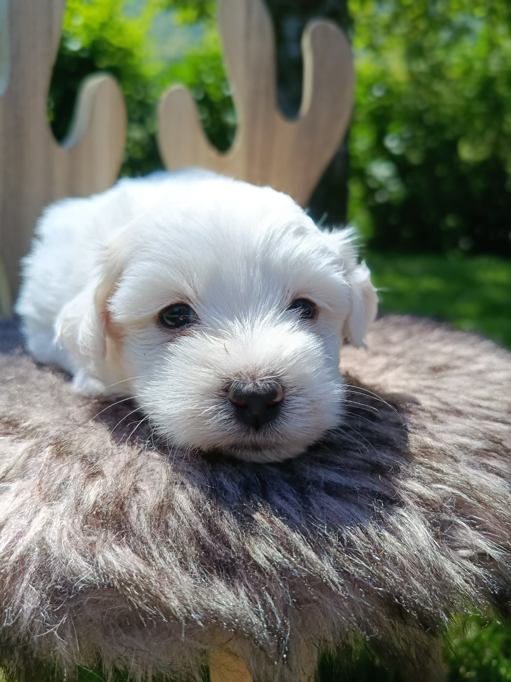 Du Haut De Champfleury - Chiots disponibles - Coton de Tulear