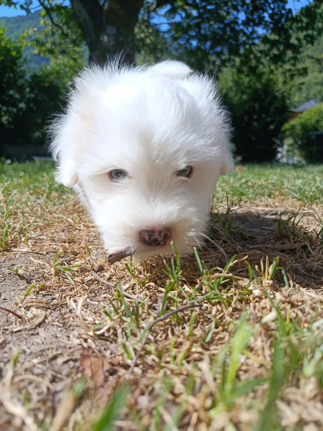 Du Haut De Champfleury - Chiots disponibles - Coton de Tulear
