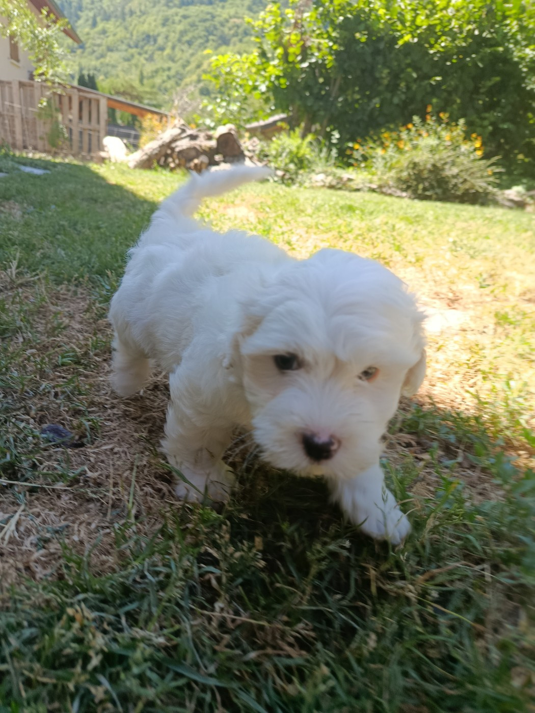 Du Haut De Champfleury - Chiots disponibles - Coton de Tulear