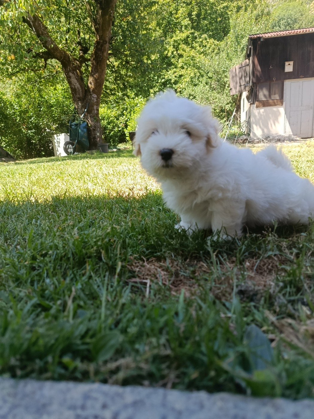 Du Haut De Champfleury - Chiots disponibles - Coton de Tulear
