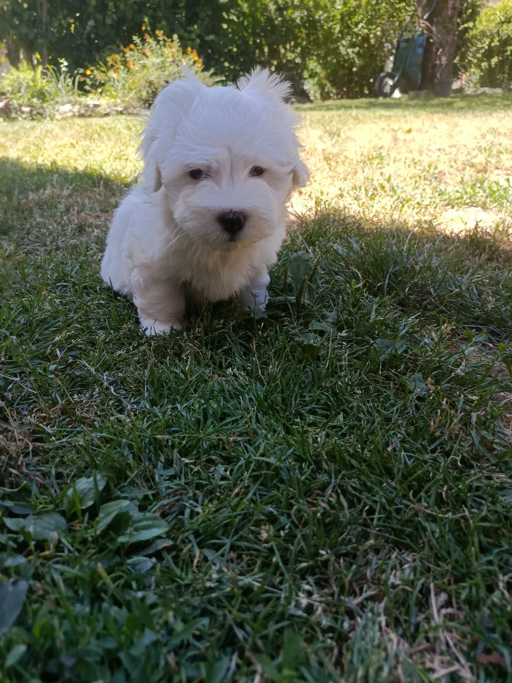 Du Haut De Champfleury - Chiots disponibles - Coton de Tulear