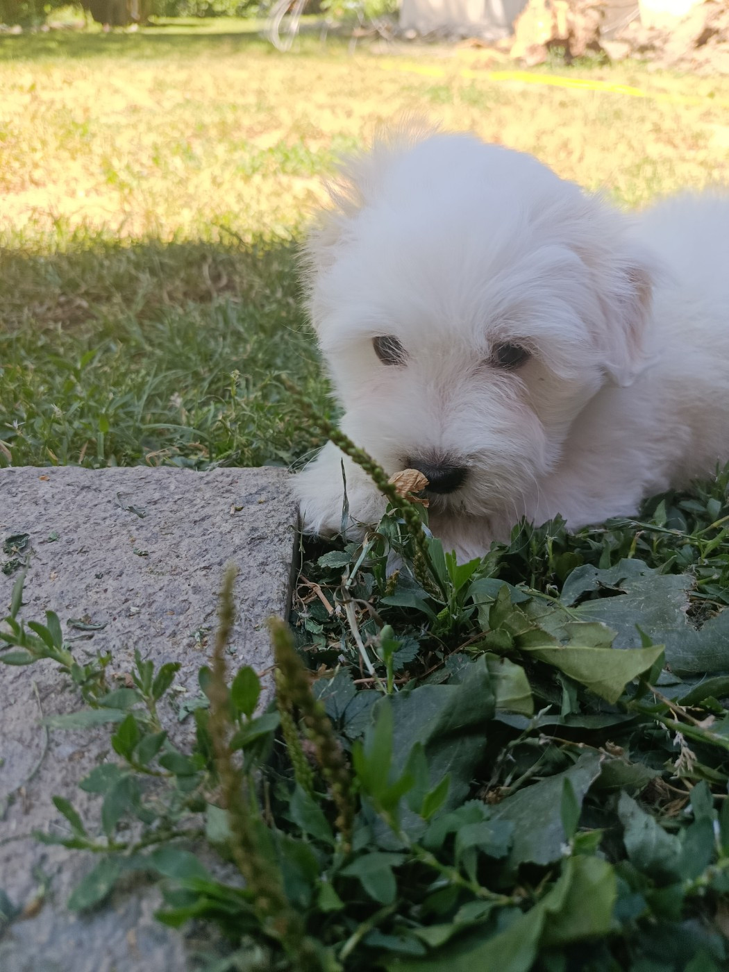 Du Haut De Champfleury - Chiots disponibles - Coton de Tulear