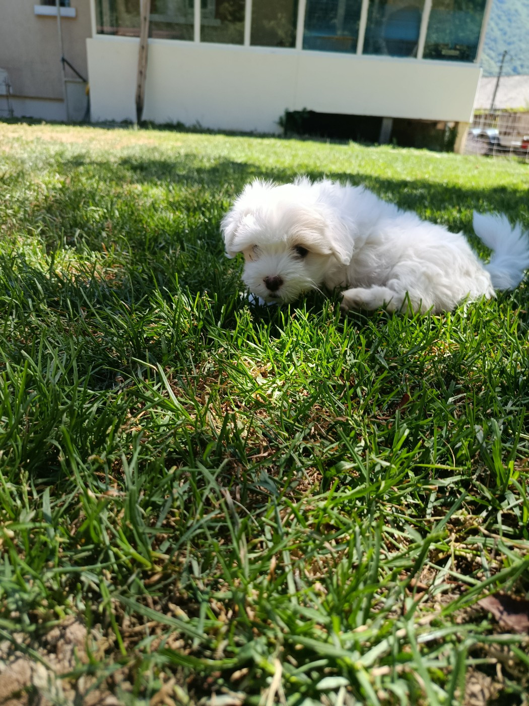 Du Haut De Champfleury - Chiots disponibles - Coton de Tulear