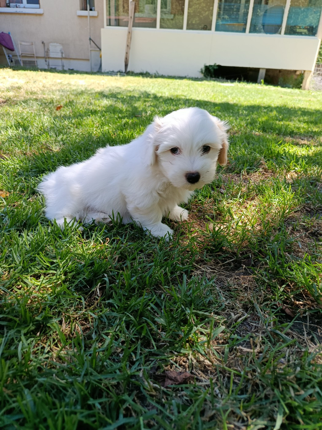 Du Haut De Champfleury - Chiots disponibles - Coton de Tulear