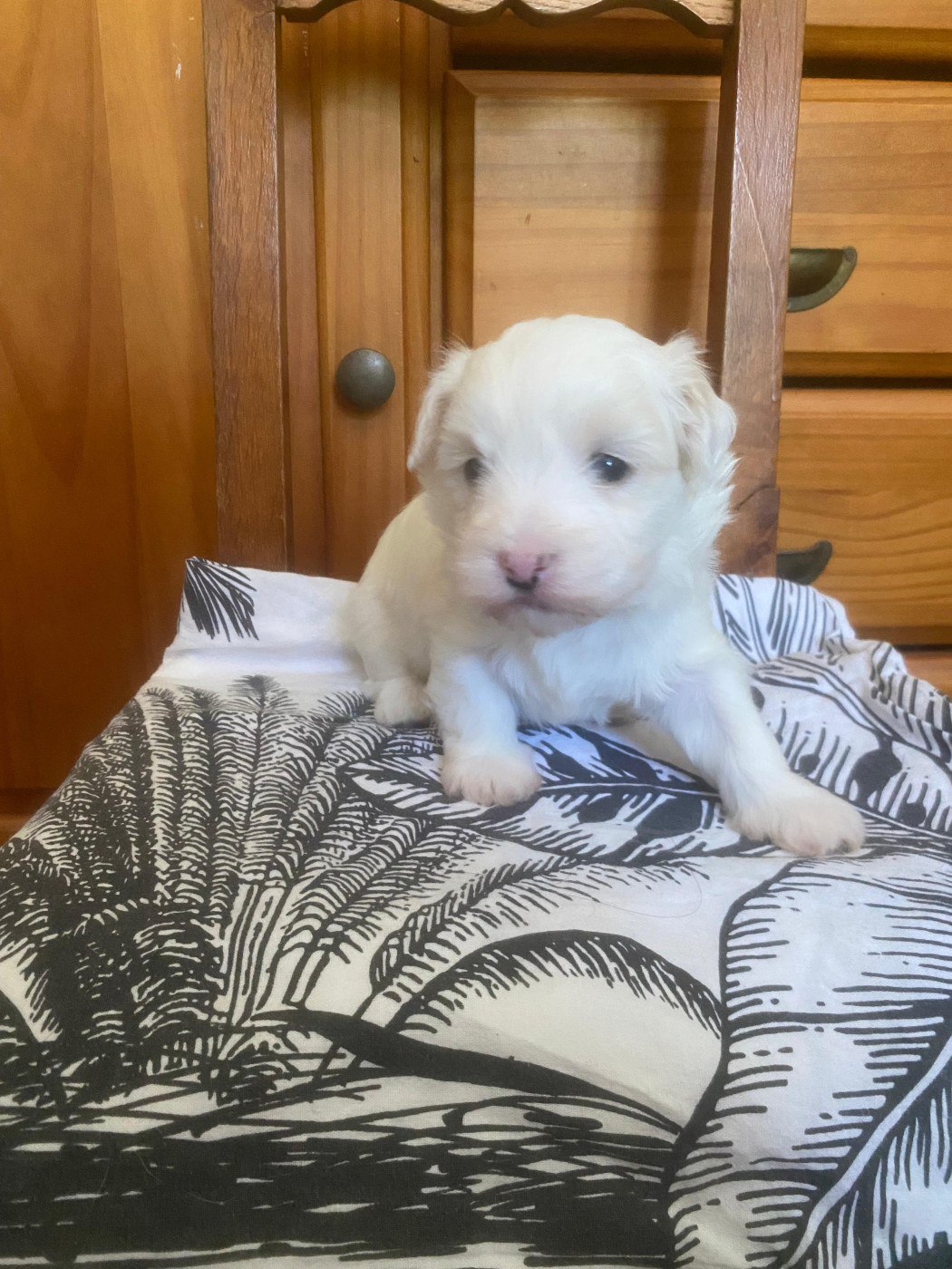 Du Haut De Champfleury - Chiots disponibles - Coton de Tulear