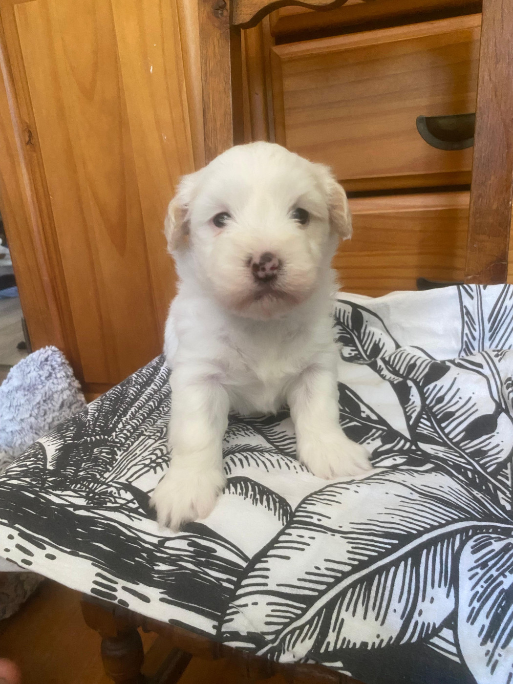 Du Haut De Champfleury - Chiots disponibles - Coton de Tulear