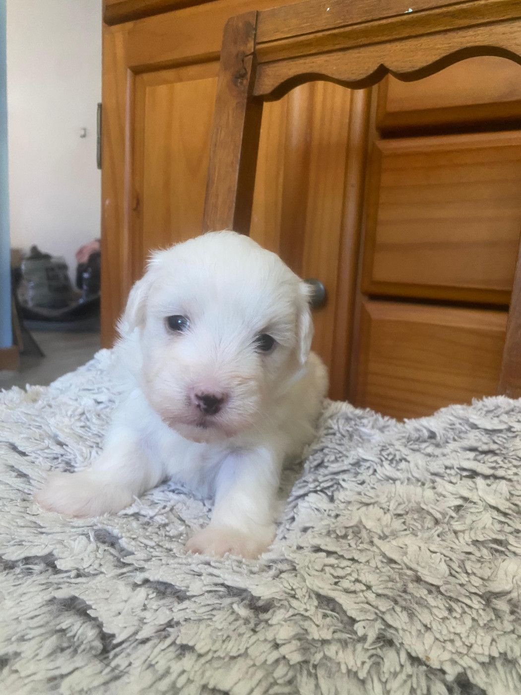 Du Haut De Champfleury - Chiots disponibles - Coton de Tulear