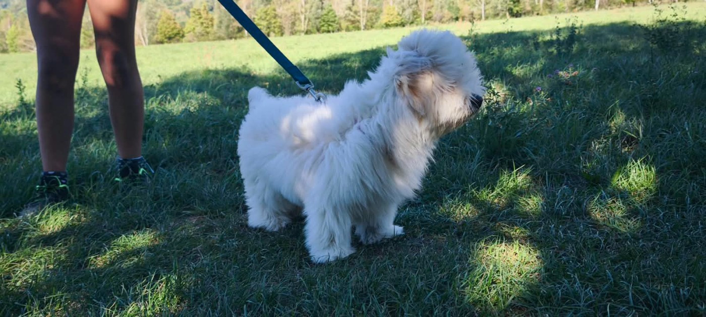 Du Haut De Champfleury - Chiots disponibles - Coton de Tulear