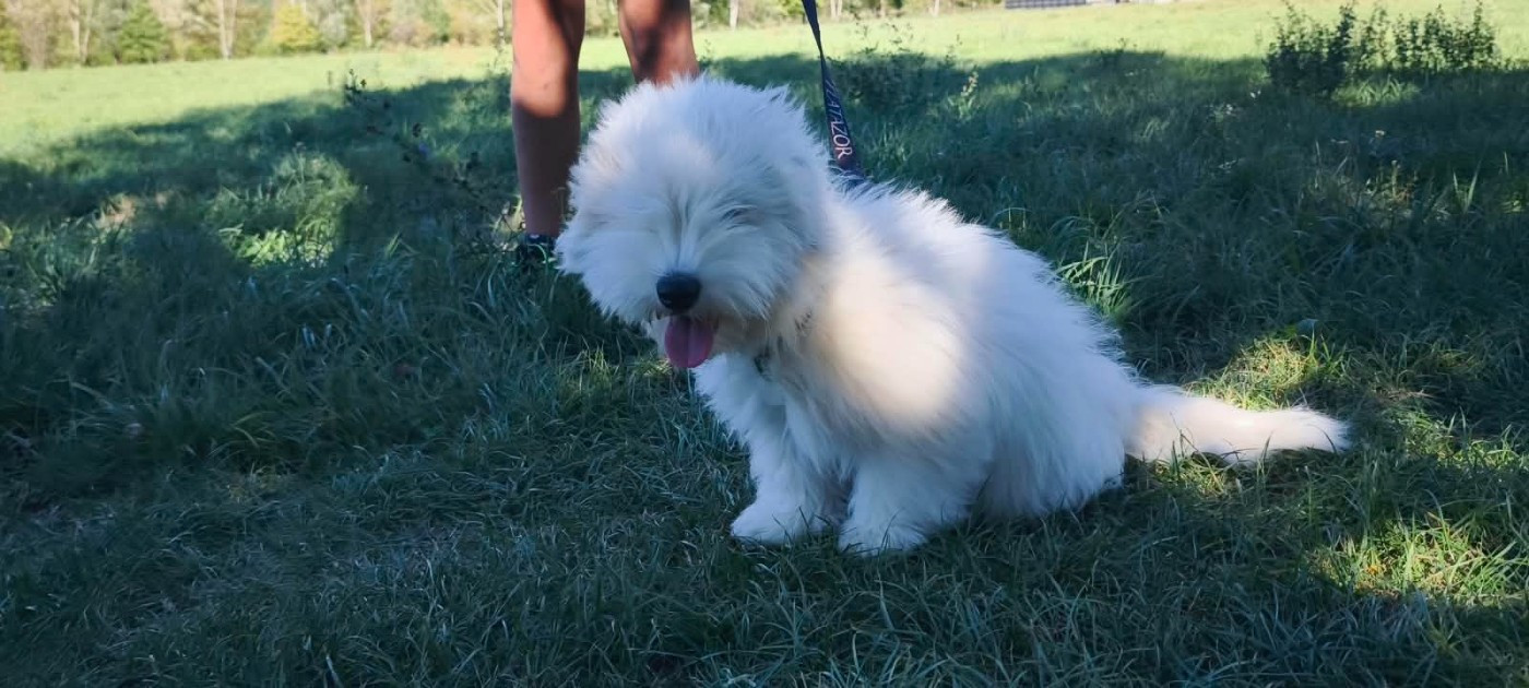 Du Haut De Champfleury - Chiots disponibles - Coton de Tulear