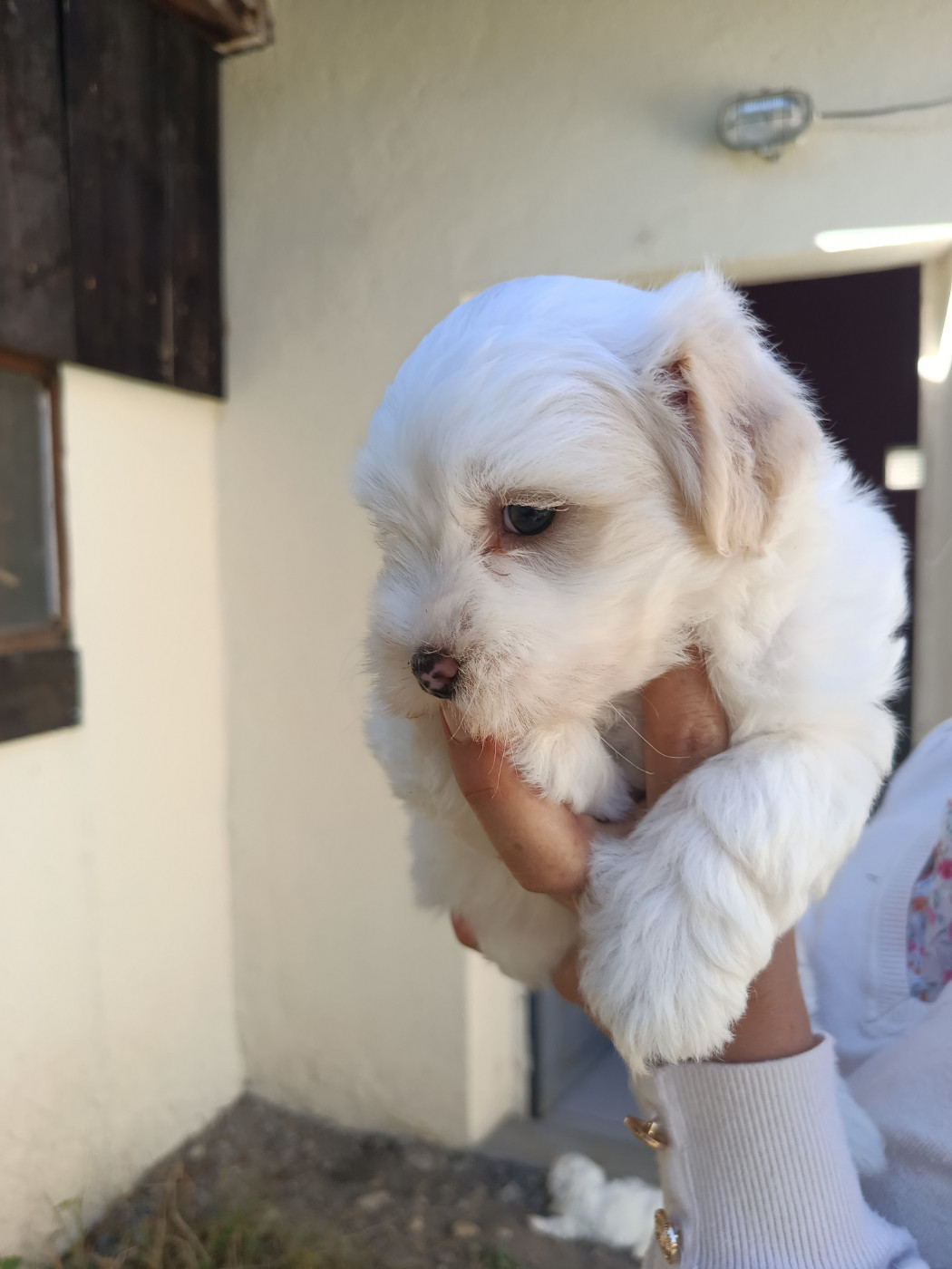Du Haut De Champfleury - Chiots disponibles - Coton de Tulear
