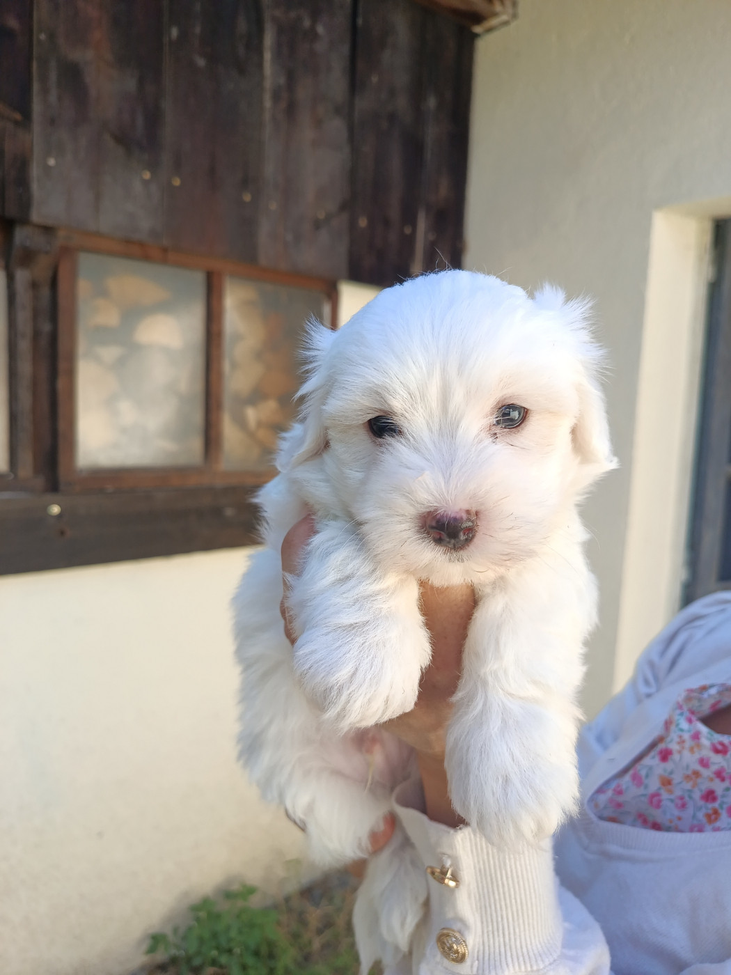 Du Haut De Champfleury - Chiots disponibles - Coton de Tulear