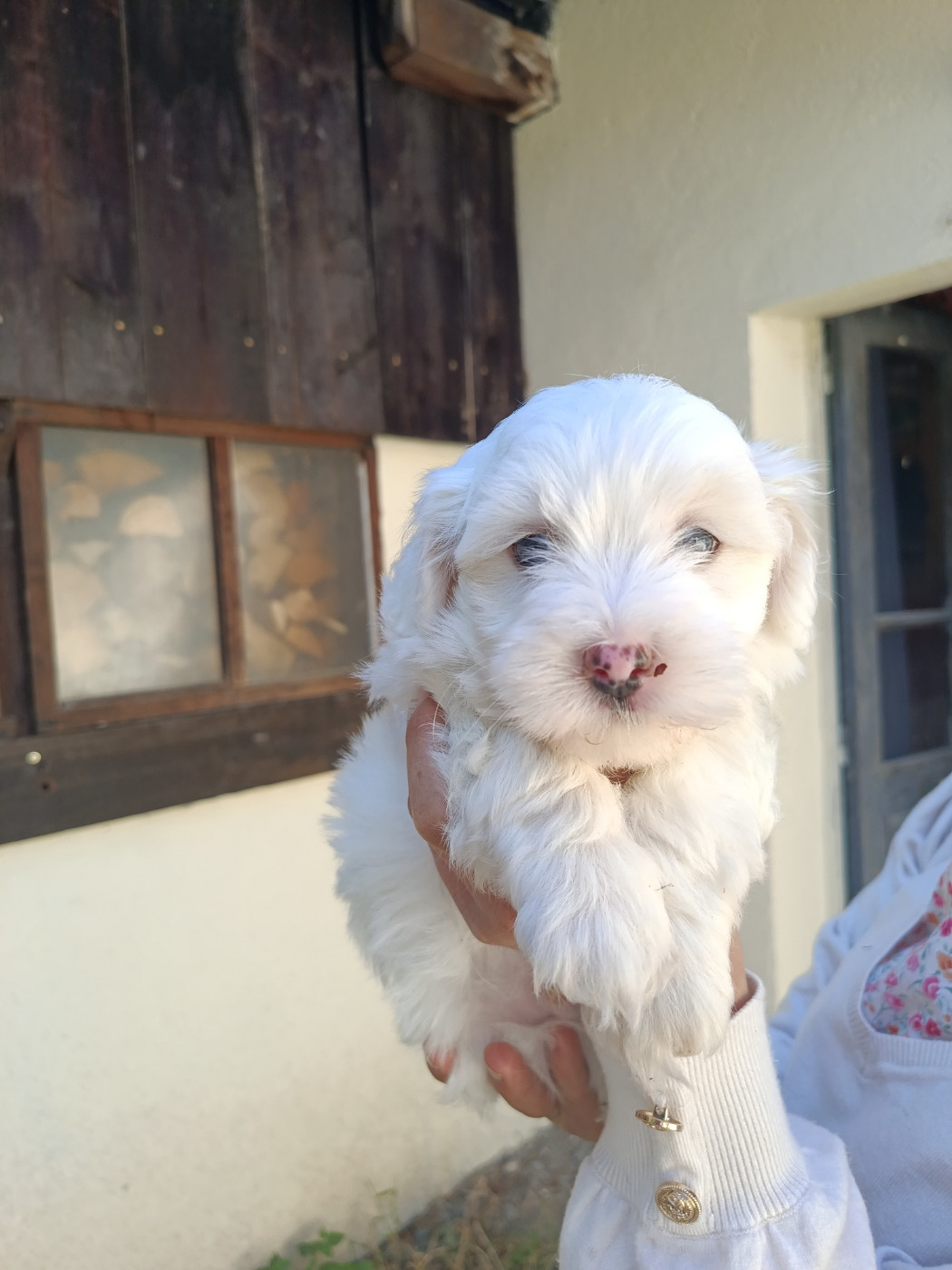Du Haut De Champfleury - Chiots disponibles - Coton de Tulear
